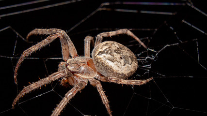 spider on a web