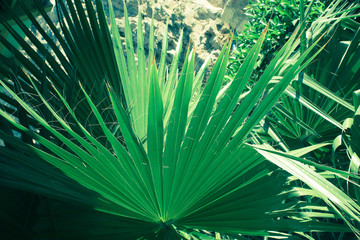 A leaf of a palm tree close-up of a juicy green color.