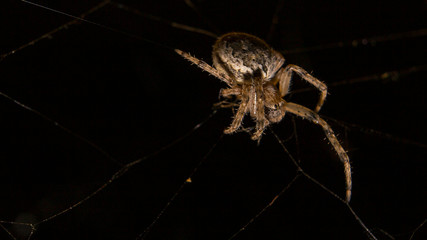 spider on a web