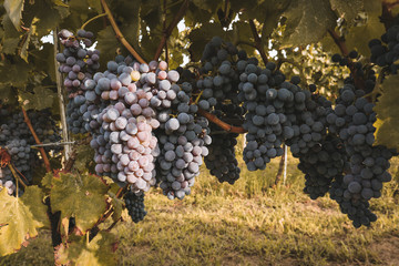 grape, winemaking, autumn, harvest
