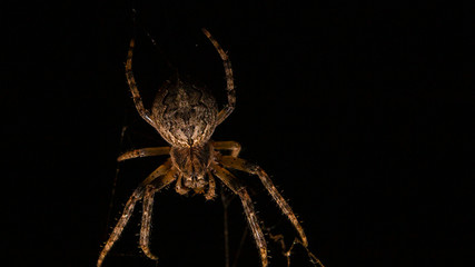 spider on a web