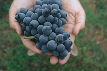grape, winemaking, autumn, harvest