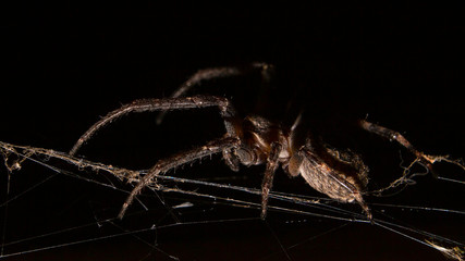 spider isolated on black background