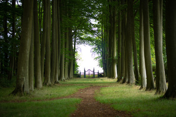 path in the forest