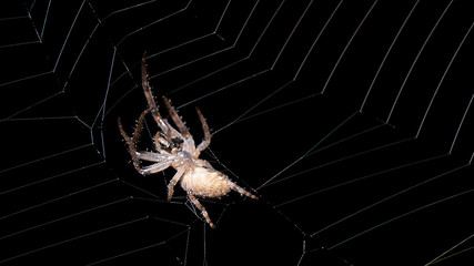 spider on the web