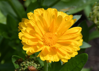 Beautiful fluffy garden calendula flower close-up on a blurred green background.