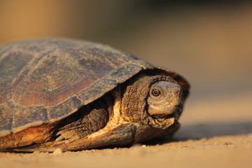The Asian leaf turtle (Cyclemys dentata) is a species of turtle found in Southeast Asia.