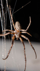 spider on a web