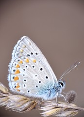 Detail of daytime butterfly Polyommatus icarus perched on ear of wheat.