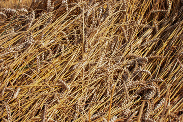 
Wheat on the field.Pshinitsa as background, you can see the hay in the poly and at home.