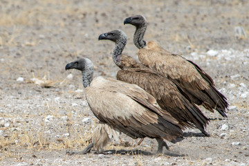 Fototapeta premium Vulture parade