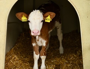 young brown-white calf in the farm yard.