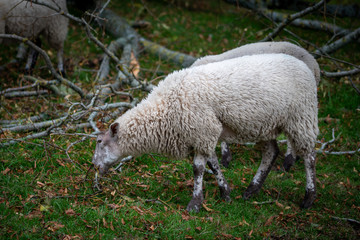 sheep and lambs  in the field