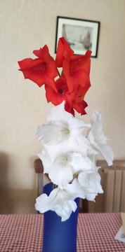 Gla&iuml;euls rouges et blancs dans un vase bleu