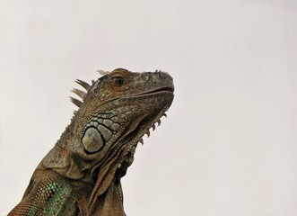 Closeup portrait of a green iguana (iguana iguana) isolated on a white background