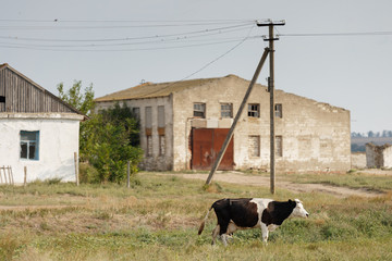 cows in the farm