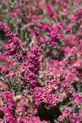 Obraz premium Red bracts with minute pistillate inflorescences from Spiny Hopsage, Grayia Spinosa, Amaranthaceae, native shrub, Joshua Tree National Park, Southern Mojave Desert, Springtime.