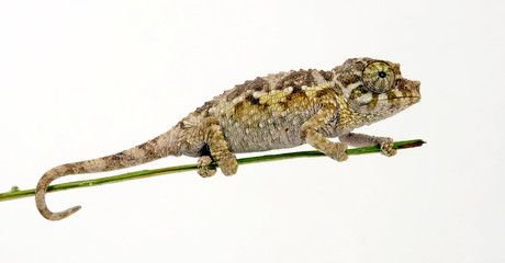 Jackson's chameleon - Dreihornchamäleon / Jacksons Chamäleon (Trioceros jacksonii willengensis ) © bennytrapp