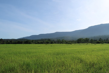 Fototapeta premium Mountain with green field 