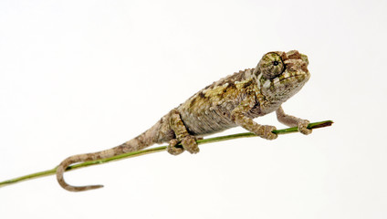 Jackson's chameleon - Dreihornchamäleon / Jacksons Chamäleon (Trioceros jacksonii willengensis )