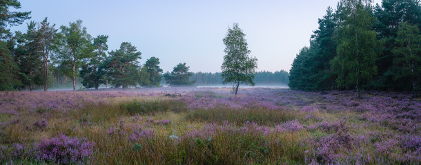 Sommermorgen in der Moosheide, Naturpark Senne, Heideblüte, Stukenbrock, Hövelhof 