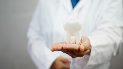 female dentist holding tooth model. Dentistry conceptual