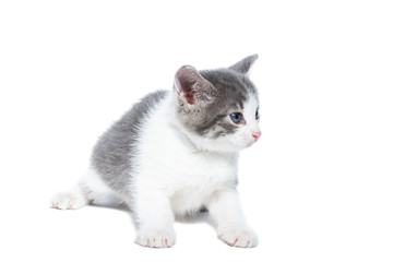 kitten on a white background.