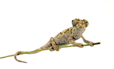 Jackson's chameleon - Dreihornchamäleon / Jacksons Chamäleon (Trioceros jacksonii willengensis ) © bennytrapp