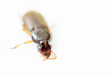 Isolated beetle bug on white background
