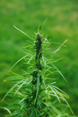 Green hemp plant branch. Medical marijuana. Concept of herbal alternative medicine, cbd oil, pharmaceptical industry, breeding of marijuana, cannabis, legalization. Copy space.