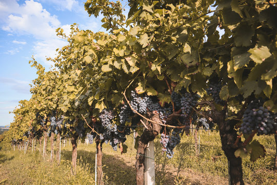 grape, winemaking, autumn, harvest