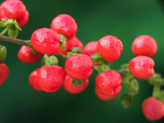 Red berries
