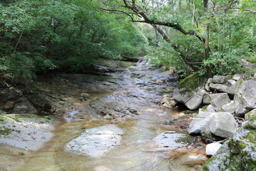 Naklejka na ściany i meble river in the forest