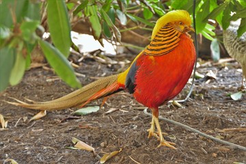 A golden pheasant male standing under bushes