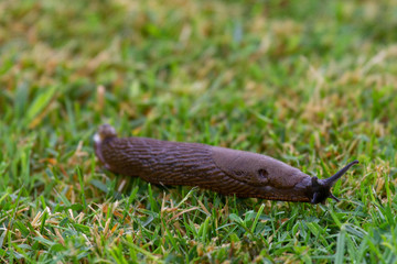 Slimey nude snale slug with eggs in green wet grass
