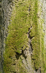 green moss on the bark of a tree.