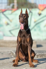 Doberman pinscher before a graffiti wall