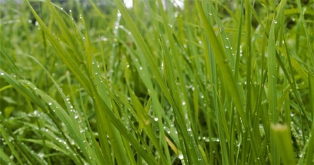 Fototapeta na wymiar grass after rain