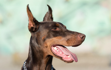 Fototapeta na wymiar Closeup photo of a Doberman dog head