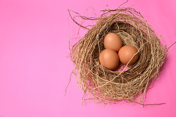 The eggs were put in nest isolated on colorful background