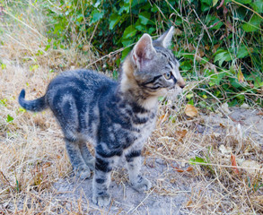 cat on a rock