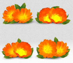 3d realistic calendula on transparent background. Fragrant flower marigold close up. Medicine calendula. Vector illustration.