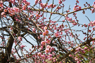 Scientific name is Prunus mume.English name is Japanese apricot.