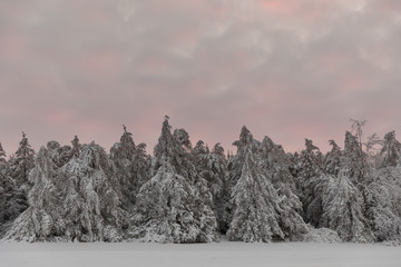 Mohawk Valley, New York State: Evergreens clad with snow after a storm, Herkimer County.