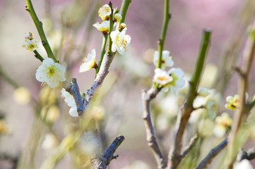 Scientific name is Prunus mume.English name is Japanese apricot.