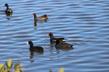 Coot & Moorhen at Merritt Island, Florida