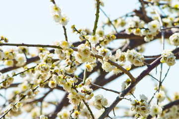 Scientific name is Prunus mume.English name is Japanese apricot.