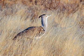 Kori Bustard