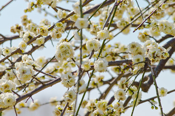 Scientific name is Prunus mume.English name is Japanese apricot.