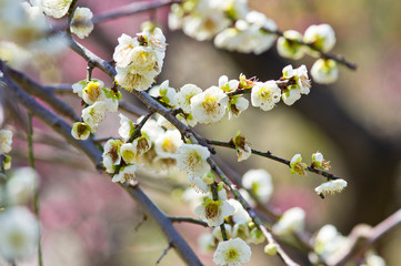 Scientific name is Prunus mume.English name is Japanese apricot.